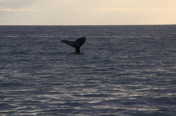 Sunset Whale Watching Shared Activity - Location tips for a smoother day