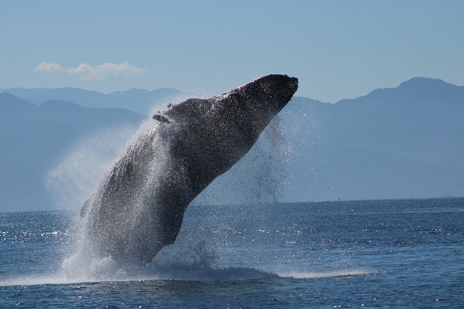Sunsets and Whales Mega Yachts ALL INCLUSIVE: Puerto Vallarta - A sunset cruise built around whale season