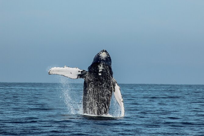 Sunsets and Whales Mega Yachts ALL INCLUSIVE: Puerto Vallarta - The real timing: plan for flexibility