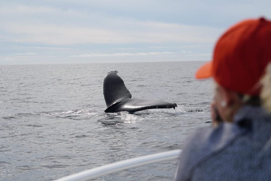 Superior 2hr Private Whale & Dolphin Watching Newport Beach - A private boat changes the Newport Beach whale-watching game