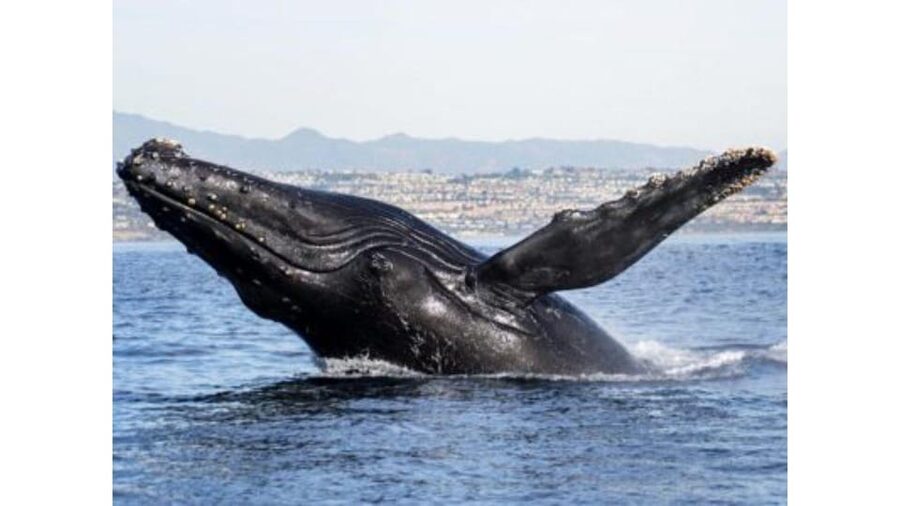 Superior 2hr Private Whale & Dolphin Watching Newport Beach - Booking flexibility and the nature of wildlife