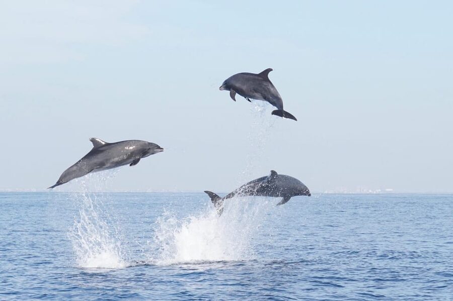 Superior 2hr Private Whale & Dolphin Watching Newport Beach - Meeting Captain Nick at 508 South Bay Front