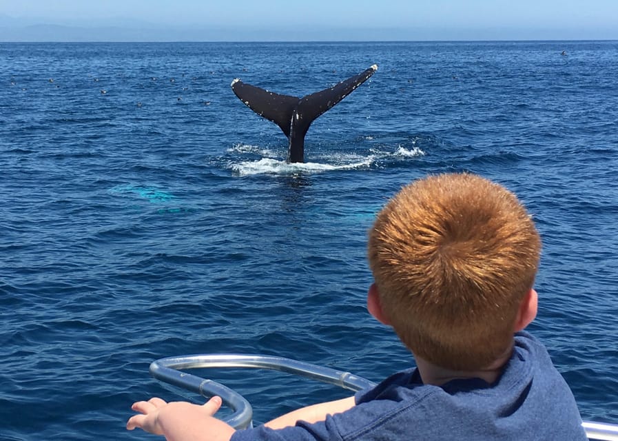 Superior 2hr Private Whale & Dolphin Watching Newport Beach - Dolphins, whales, sea lions, and the role of luck