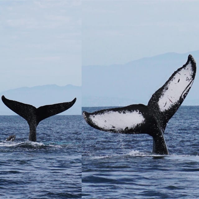 Superior 2hr Private Whale & Dolphin Watching Newport Beach - Why the SeaKeeper stabilizer is worth noting