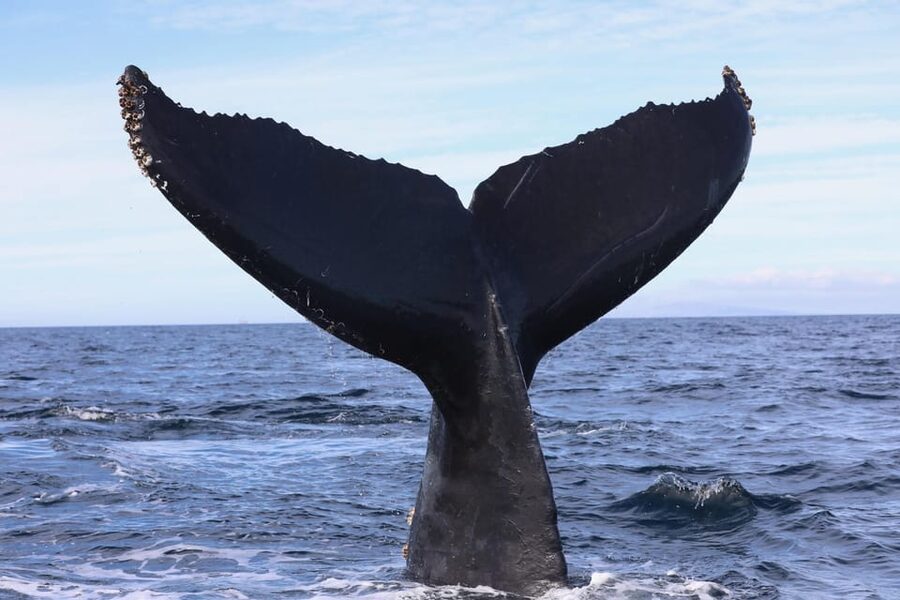 Superior 2hr Private Whale & Dolphin Watching Newport Beach - Who should book this Newport Beach trip