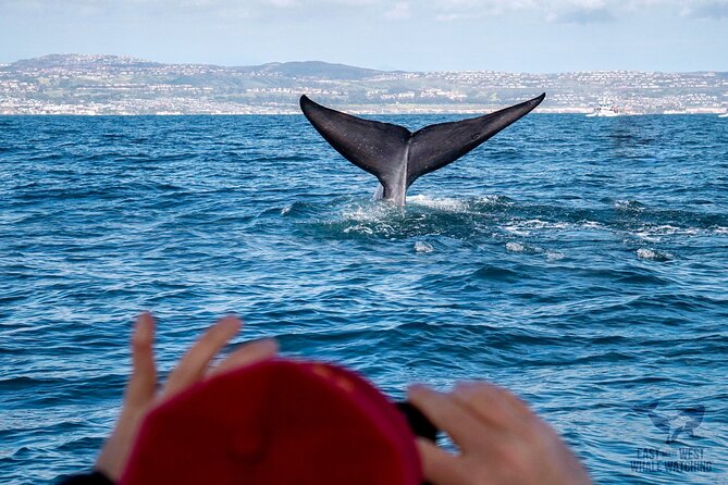 Supreme 2hr Whale/Dolphin Watching Newport Beach, 6 person max - Setting out from 508 S Bay Front
