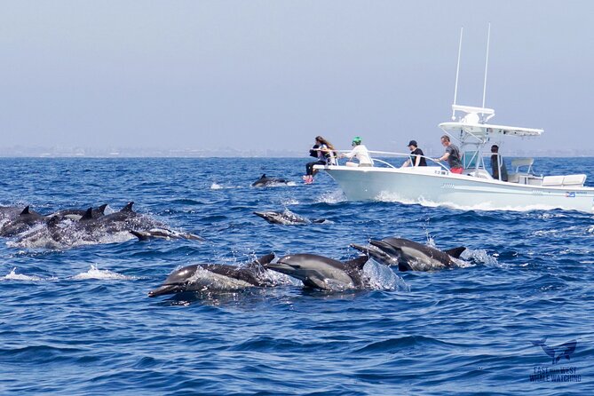 Supreme 2hr Whale/Dolphin Watching Newport Beach, 6 person max - Captain Nick’s role adds real value