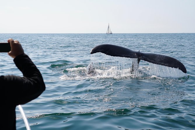 Supreme 2hr Whale/Dolphin Watching Newport Beach, 6 person max - Balboa Island makes a pleasant finish