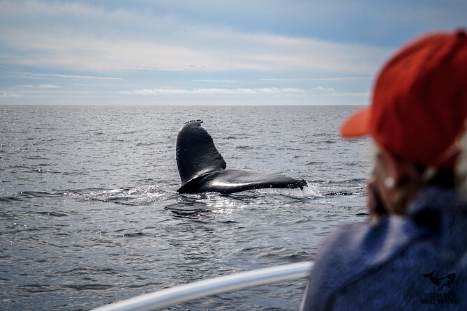 Supreme 2hr Whale/Dolphin Watching Newport Beach, 6 person max - Is $119 a fair price?