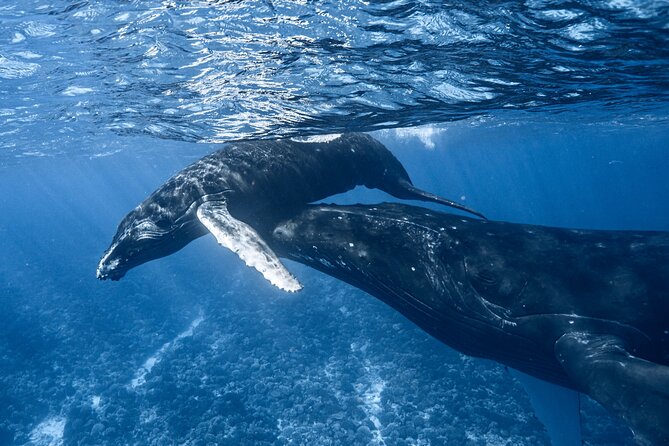 Swim in Moorea with Humpback Whales and More - Moorea’s short whale season sets the rules