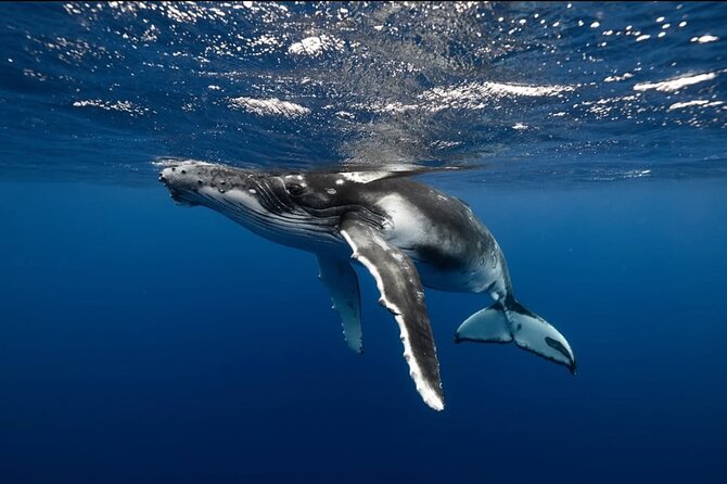 Swim in Moorea with Humpback Whales and More - Robert, Mareva, and the small-boat setting
