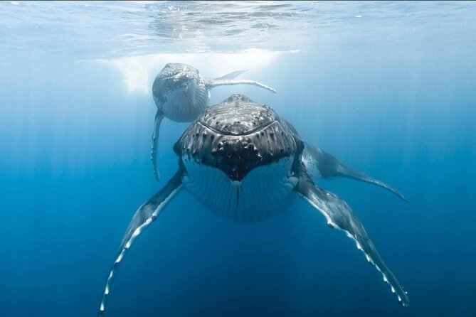 Swim in Moorea with Humpback Whales and More - Dolphins, sharks, and other possible sightings