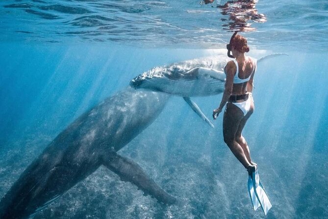 Swim in Moorea with Humpback Whales and More - What is included for the $412.98 price