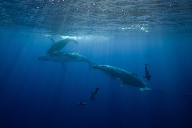 Swim in Moorea with Humpback Whales and More - Who will enjoy this Moorea excursion most