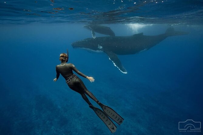 Swim in Moorea with Humpback Whales and More - Practical preparation for the boat