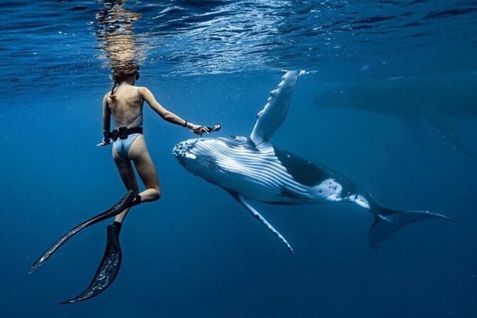 Swim in Moorea with Humpback Whales and More - How the whale encounter works