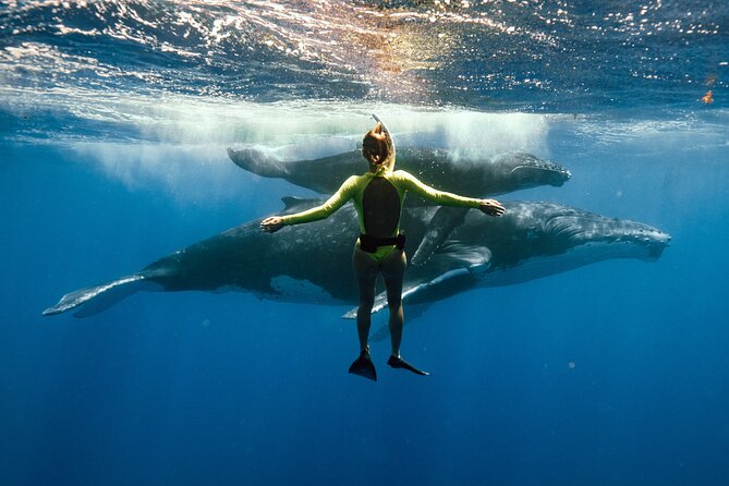 Swim with humpback whales - Key points before you book