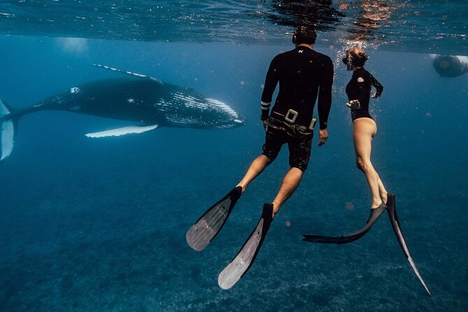 Swim with humpback whales - Why swimming beside a humpback is so special