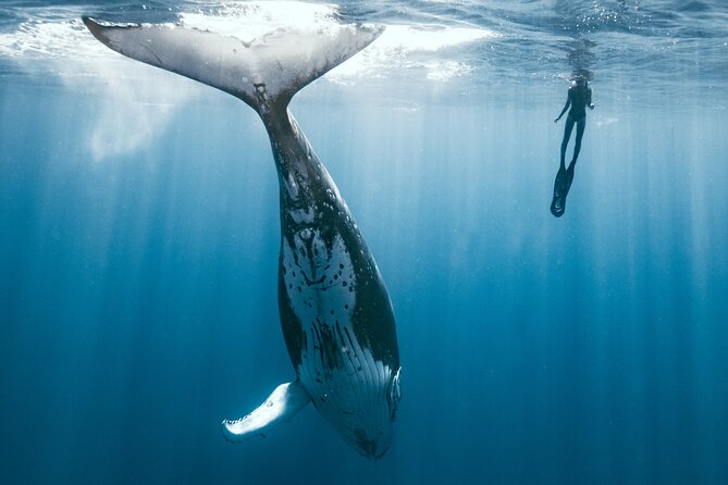 Swim with humpback whales - Searching for whales in open ocean