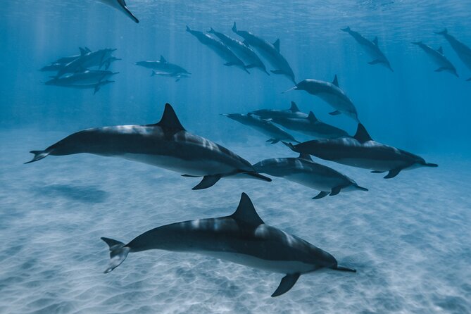 Swim with humpback whales - How the crew handles close encounters