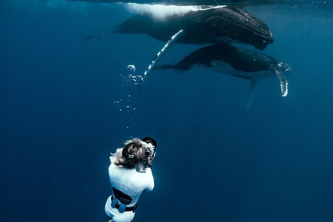 Swim with humpback whales - What happens from the 8:30 a.m. meeting point