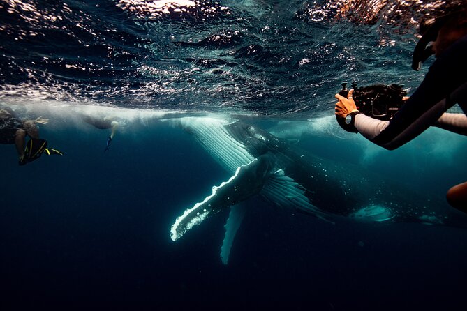 Swim with Whales Gold Coast - Key points to know before booking