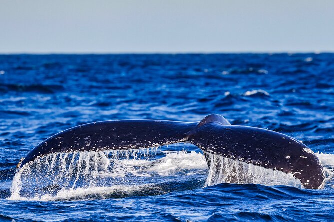 Swim with Whales Gold Coast - Why the small group changes the experience