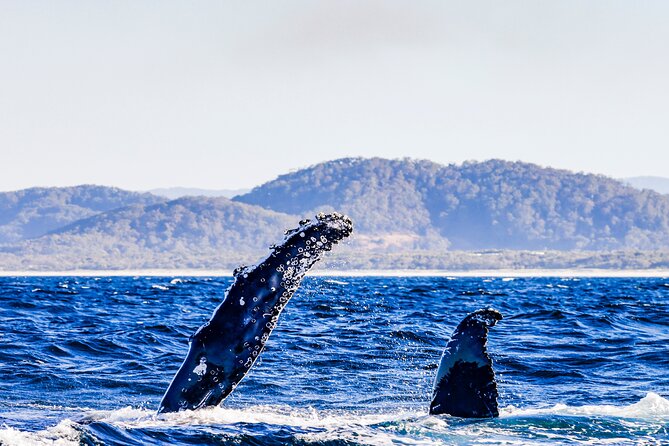 Swim with Whales Gold Coast - Getting ready for the water