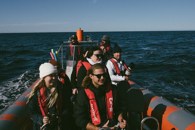 Swim with Whales Gold Coast - The sighting guarantee and its limits