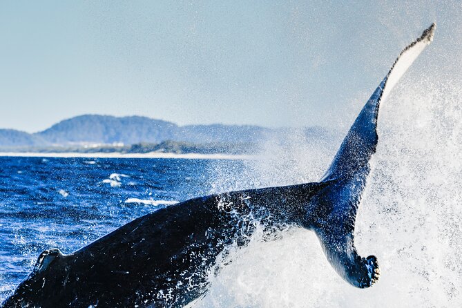 Swim with Whales Gold Coast - Coffee, tea, and what follows the swim