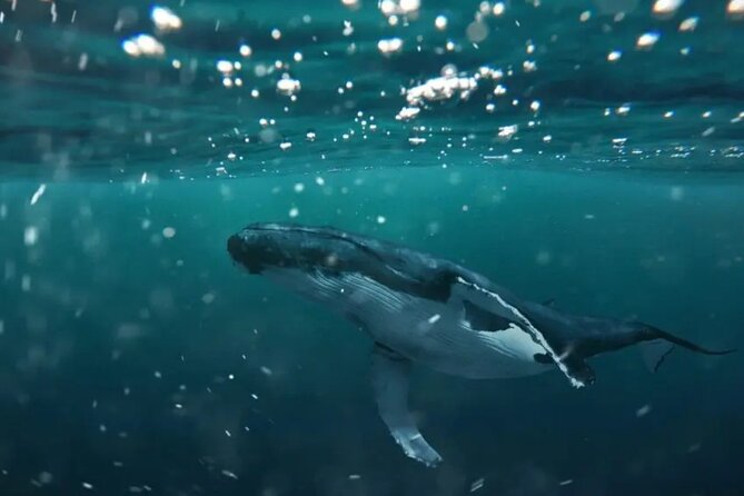 Swim with Whales in Gold Coast - A small boat called Game Changer