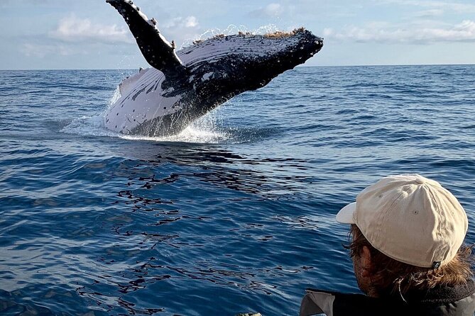 Swim with Whales in Gold Coast - Physical demands, weather, and comfort