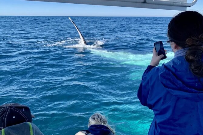 Swim with Whales in Gold Coast - Who will get the most from this outing