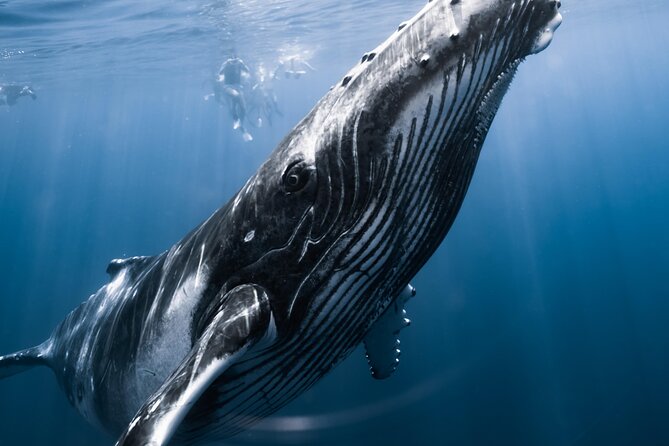 Swimming with Whales in Moorea (Half Day tour) - The real prize: a whale encounter in open water