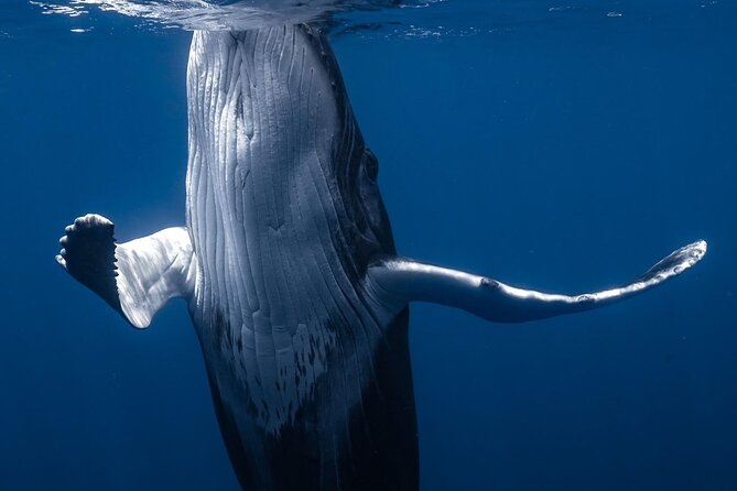 Swimming with Whales in Moorea (Half Day tour) - The 2025 six-person limit and why it matters