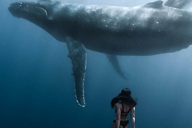 Swimming with Whales in Moorea (Half Day tour) - The guides, safety, and the animal-first approach