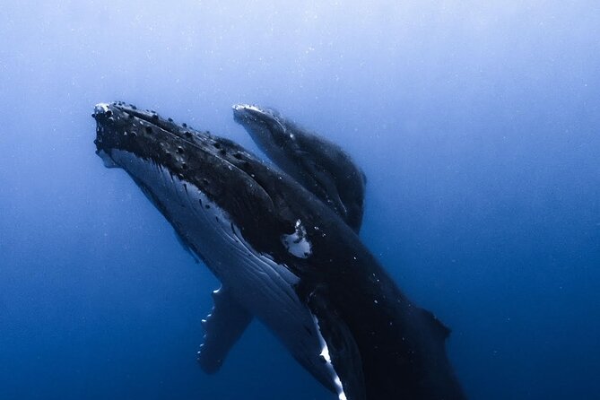 Swimming with Whales in Moorea (Half Day tour) - What the $305.30 price delivers