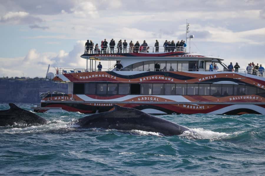 Sydney: 2-hour Express Whale Watching Cruise - Leaving Circular Quay with Sydney behind you