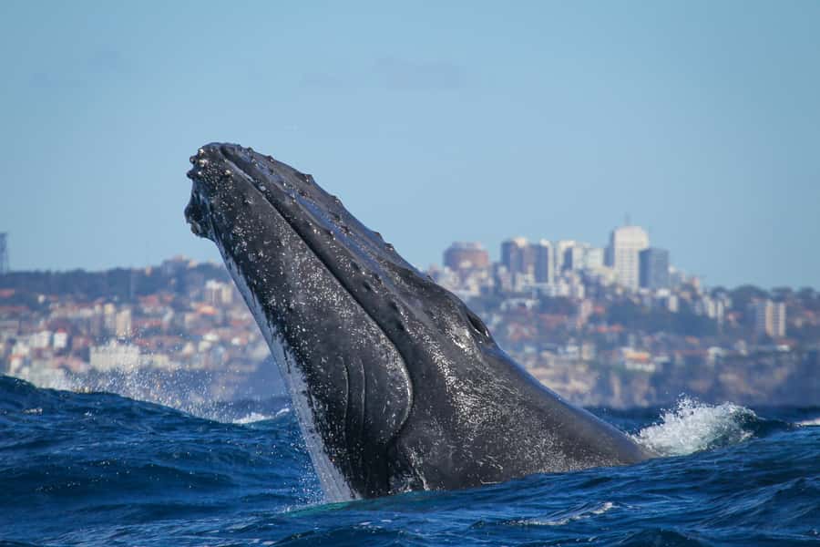Sydney: 2-hour Express Whale Watching Cruise - About 90 minutes searching for humpback whales