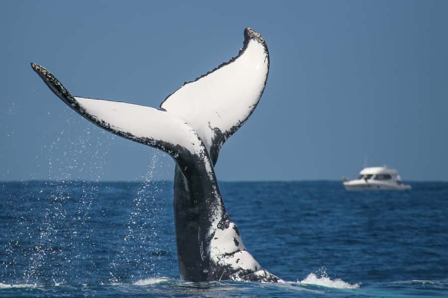 Sydney: 2-hour Express Whale Watching Cruise - Finding your best seat on Fantasea Crystal