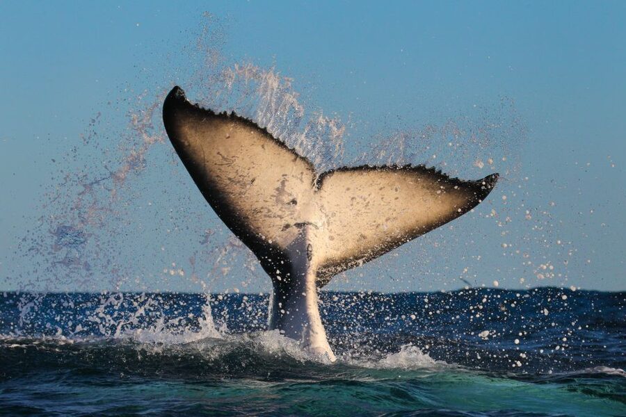 Sydney: 2-hour Express Whale Watching Cruise - Who should book this Sydney whale cruise?