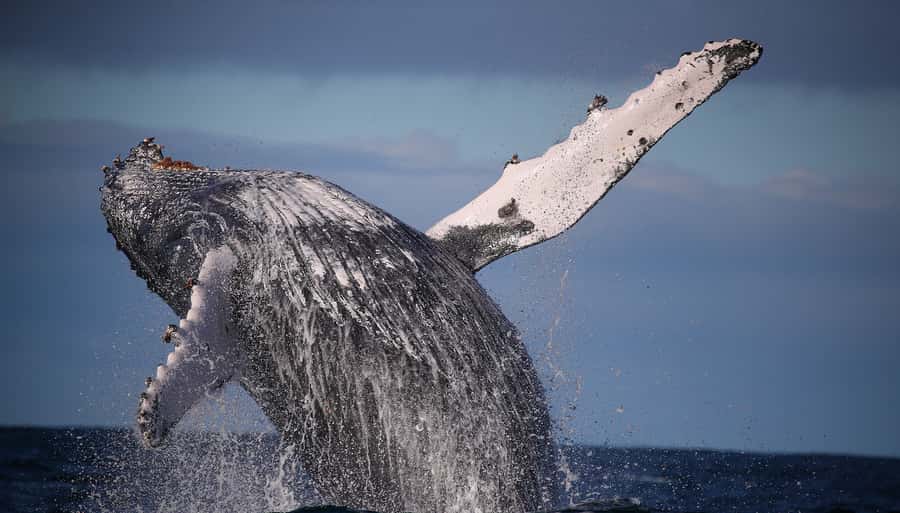 Sydney: Discovery Whale Watching Tour by Catamaran - Leaving Aquarium Wharf for the open sea