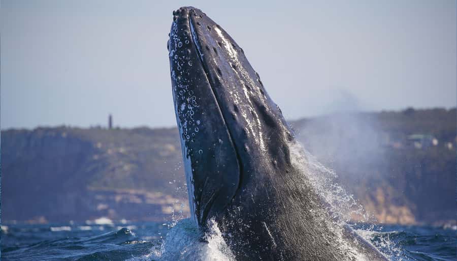Sydney: Discovery Whale Watching Tour by Catamaran - Searching for humpback whales