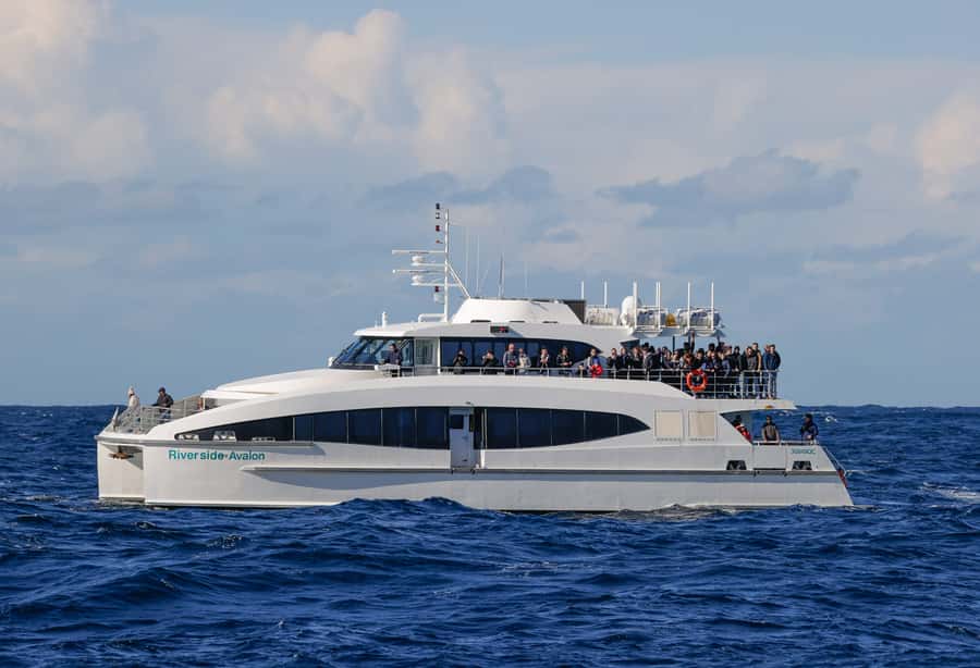 Sydney: Discovery Whale Watching Tour by Catamaran - Practical details that matter