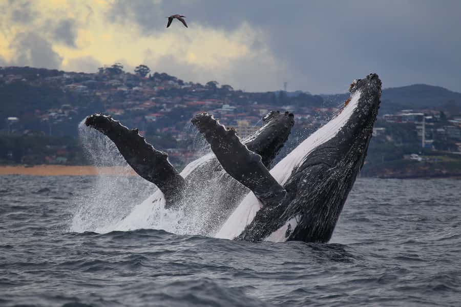 Sydney: Discovery Whale Watching Tour by Catamaran - Choosing your viewing spot on Fantasea Avalon