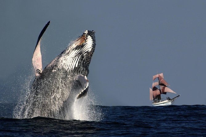 Sydney Harbour Tall Ship Whale & Sail - Whale Watching Cruise - Key points to know before you book
