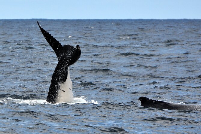 Sydney Harbour Tall Ship Whale & Sail - Whale Watching Cruise - Setting sail from Campbells Cove