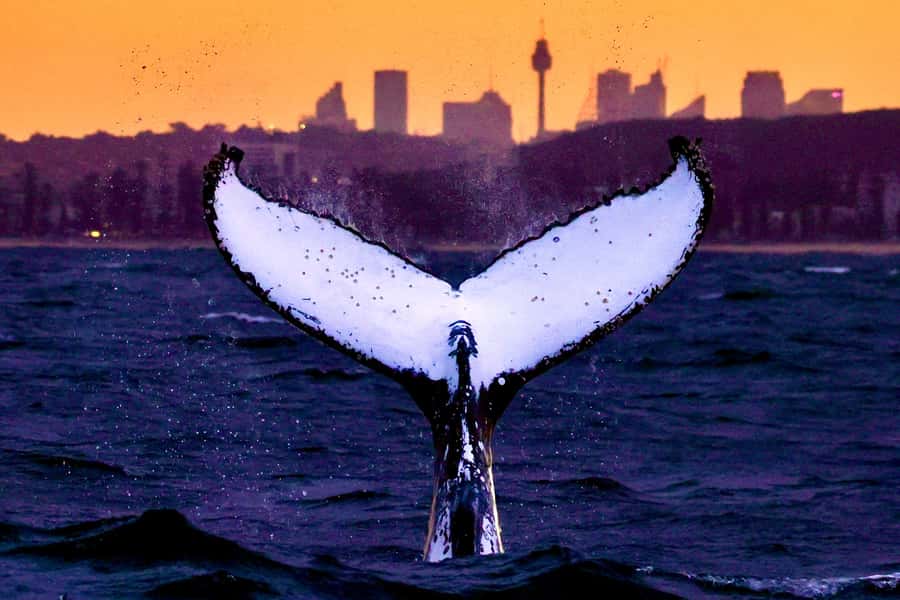 Sydney: Scenic Whale Watching Cruise - Whales Guaranteed - Key points to know before booking