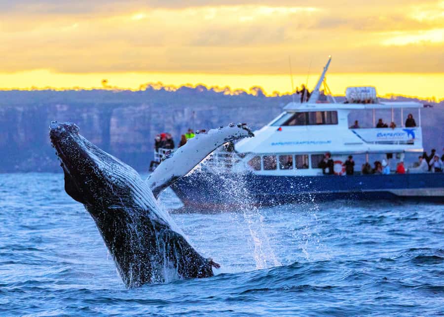 Sydney: Scenic Whale Watching Cruise - Whales Guaranteed - From Circular Quay to the Sydney Heads