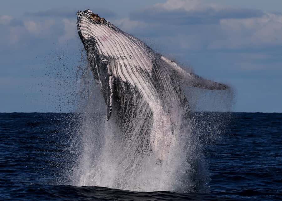 Sydney: Scenic Whale Watching Cruise - Whales Guaranteed - Looking for humpback whales offshore